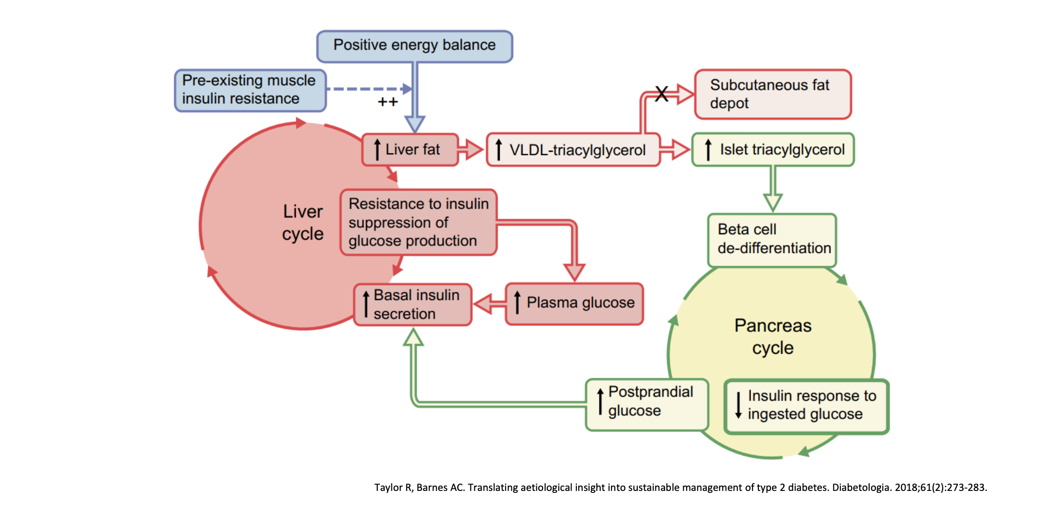 Twin cycle hypothesis สมมติฐานการเกิดเบาหวานชนิดที่ 2 
